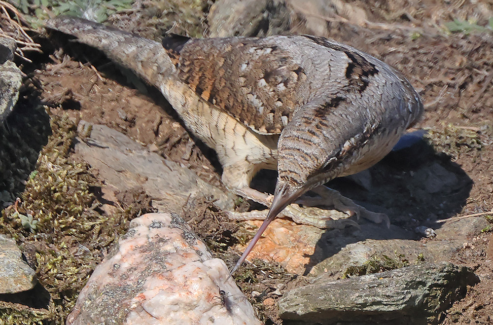 Wryneck